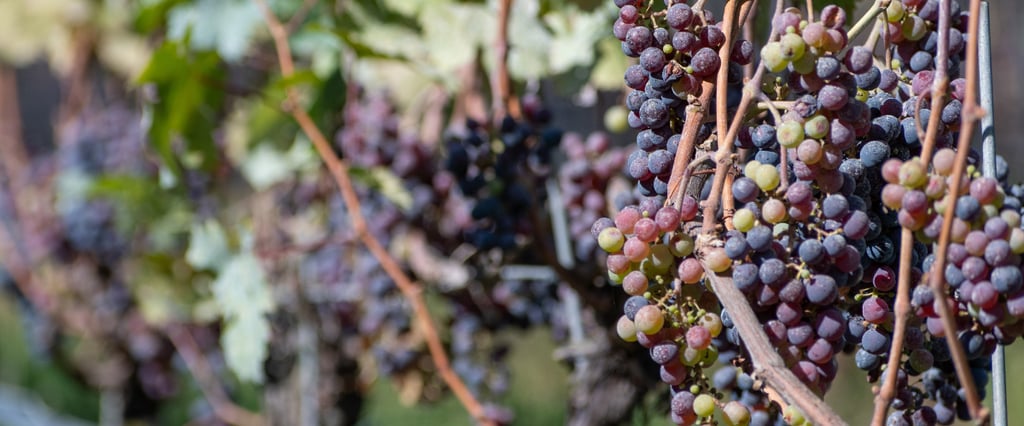 Untitled design (10)