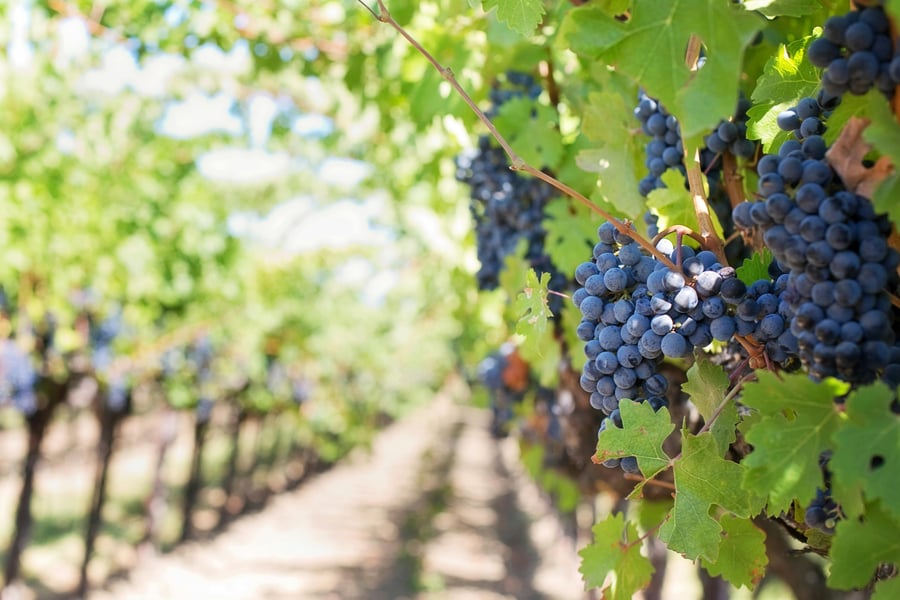 The Ultimate Guide to Napa Wine Tours: Luxury, Private Drivers and Hidden Gems