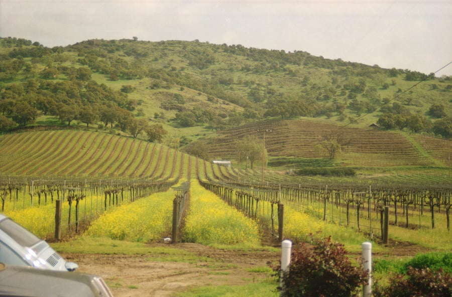 What Guests Remember Most from Luxury Napa Valley Wine Tours